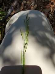 Bromus laevipes