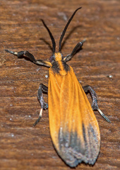 Lycomorphodes