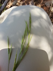 Bromus laevipes