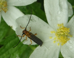 Oberea tripunctata