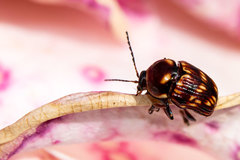 Cryptocephalus balteatus