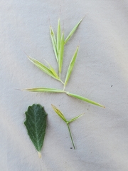 Bromus laevipes