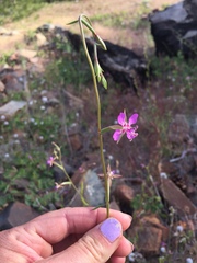 Clarkia rhomboidea