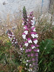 Acanthus mollis