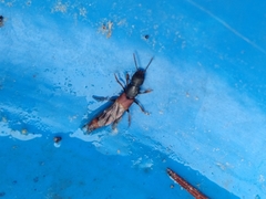 Platydracus cinnamopterus