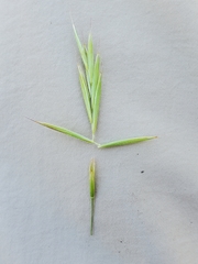 Bromus laevipes