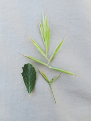 Bromus laevipes