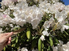 Rhododendron yakushimanum
