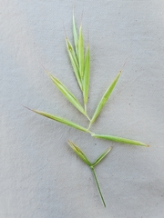 Bromus laevipes