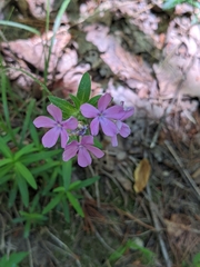 Phlox amoena