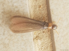 Kalotermes