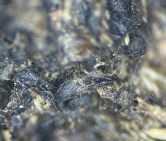 Cercophora silvatica