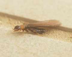 Kalotermes