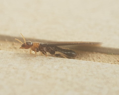 Kalotermes