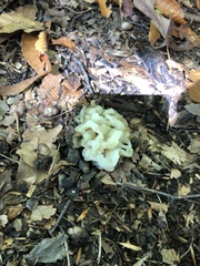 Sebacina sparassoidea