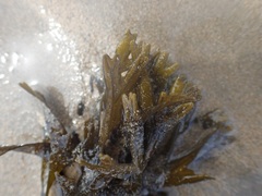 Fucus