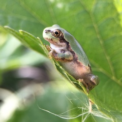 Hyla japonica