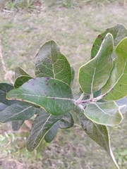Feijoa sellowiana