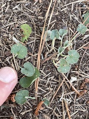 Dichondra donelliana