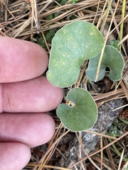 Dichondra donelliana
