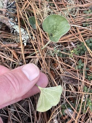 Dichondra donelliana
