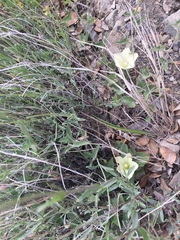 Calystegia malacophylla