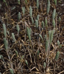Phleum arenarium