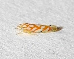 Erythroneura rubra