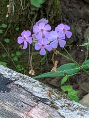 Phlox carolina