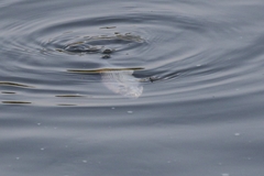 Dorosoma cepedianum