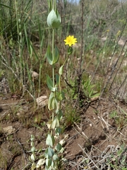 Blackstonia perfoliata
