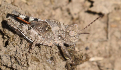 Spharagemon cristatum