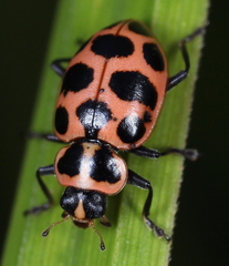 Coleomegilla maculata lengi