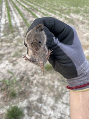 Microtus ochrogaster