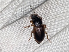 Anisodactylus sanctaecrucis