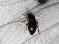 Anisodactylus sanctaecrucis