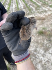 Microtus ochrogaster