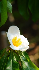 Franklinia