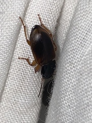 Anisodactylus sanctaecrucis