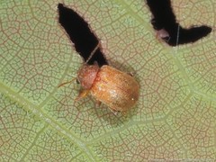 Demotina modesta