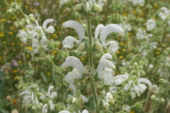 Salvia argentea