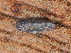 Xestocephalus superbus
