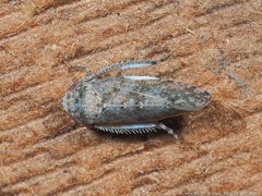 Paraphlepsius tennessus