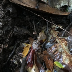 Marasmius nothomyrciae