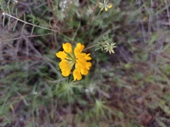 Coronilla minima