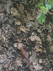 Cardinalis cardinalis
