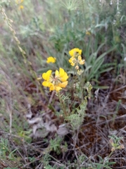 Coronilla minima