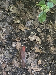 Cardinalis cardinalis