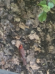 Cardinalis cardinalis
