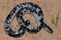 Afrotyphlops mucruso